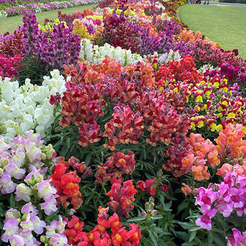 different flowers