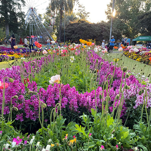 purple flowers