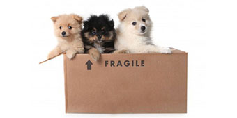 Pet Transport Teaser