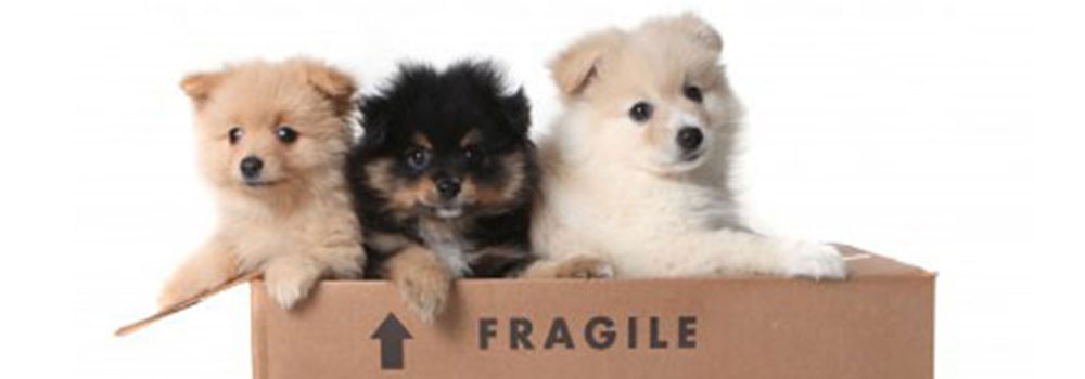 Pet Transport Full