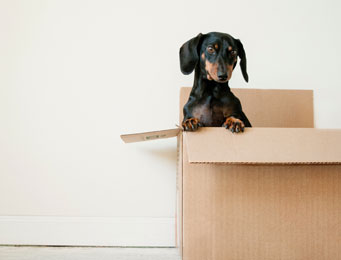 Moving to A New House! The Dos and Don’ts!